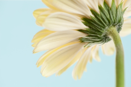 Back view of white daisy-gerbera flower with stem against a soft blue background. の写真素材