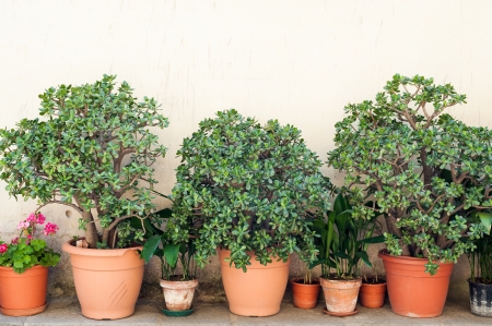 Row of pots with crassula and red geranium flowers on a yellow wall background. The location is an small town in the middle of the Cilento and Vallo di Diano National Park (Campania, Italy).の写真素材