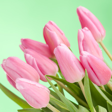 Pink tulips bouquet over green background, studio shot.の写真素材