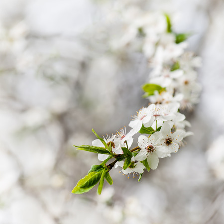 Blooming cherry tree close-up on white natural background.の写真素材