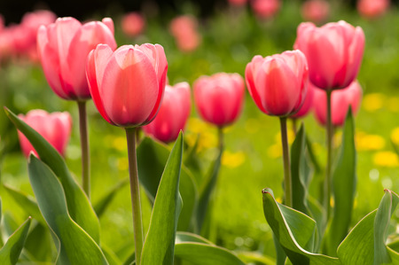 Spring flowerbed with pink tulip flowers.の写真素材