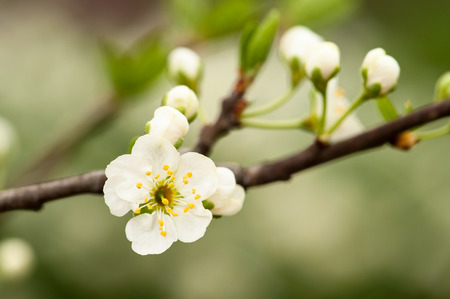 Blooming cherry tree close-up in spring time.の写真素材