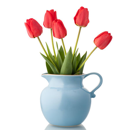 Red tulips in a blue pitcher isolated on white.の写真素材