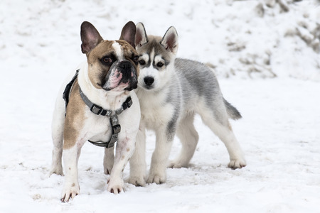 French bulldog with husky puppy in winter park.の写真素材