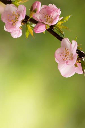 Flowering branch of cherry close-up in soft focus. Pink blossom. Shallow DOF.の写真素材
