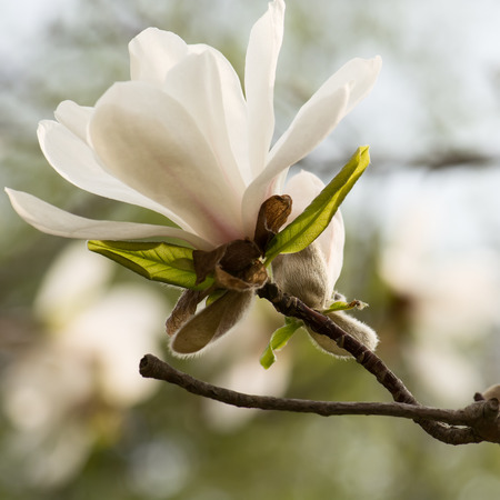 White magnolia blossom close-up, outdoors.の写真素材