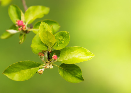 Spring branch with pink flower buds on green defocused background. Shallow DOF.の写真素材