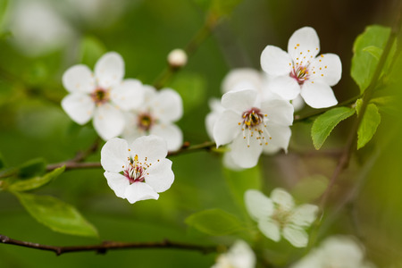 Blooming cherry tree close-up in spring time.の写真素材
