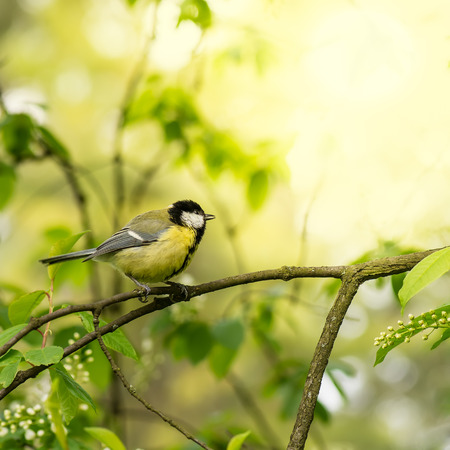 Tit on the tree branch with a spring background.の写真素材