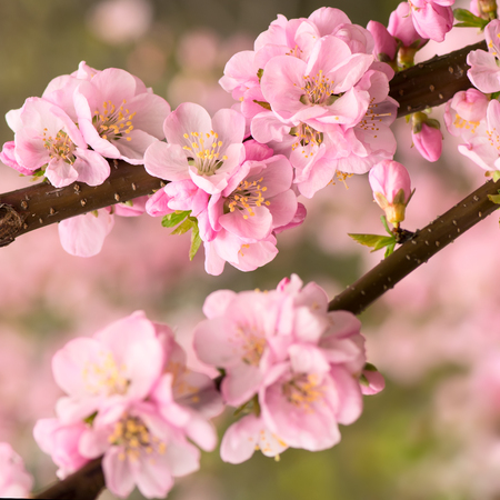 Flowering branch of cherry close-up in soft focus. Pink blossom. Shallow DOF.の写真素材