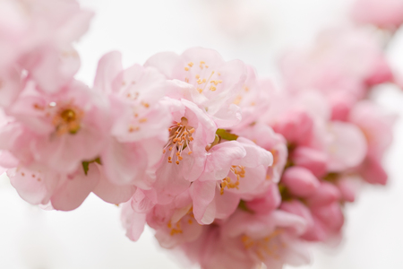 Flowering branch of cherry close-up in soft focus. Pink blossom. Shallow DOF.の写真素材