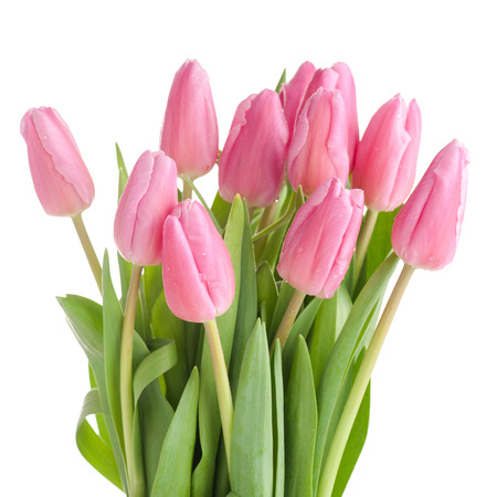 Tulips bouquet isolated on white.の写真素材
