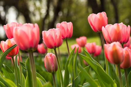 Spring flowerbed with pink tulip flowers.の写真素材
