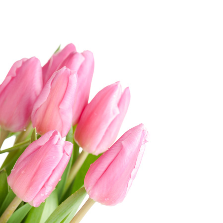 Tulips bouquet isolated on white.の写真素材