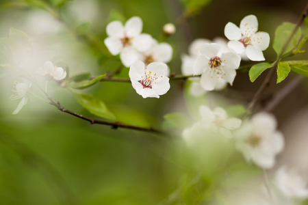 Blooming cherry tree close-up in spring time.の写真素材