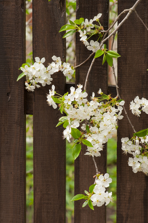 Blooming cherry tree close-up in spring time.の写真素材