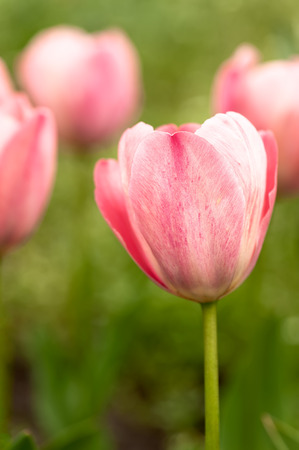 Close-up of pink tulips in a flower gardenの写真素材