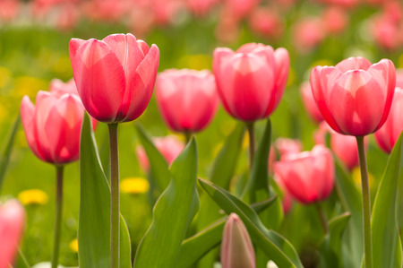 Spring flowerbed with pink tulip flowers.の写真素材
