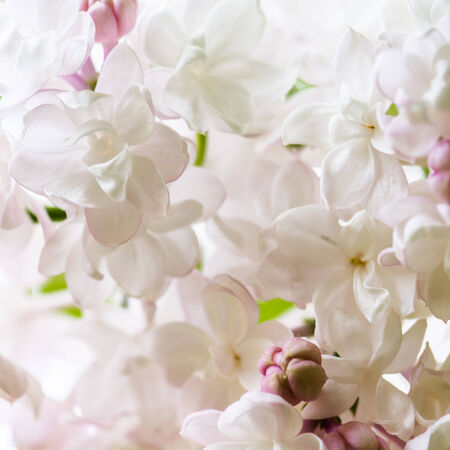 White lilac close-up, shallow DOF.の写真素材