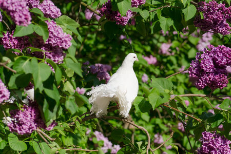 White pigeon perching on the branch.の写真素材