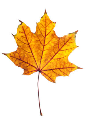 Autumn leaf of maple isolated on white.の写真素材