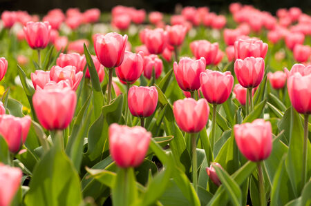 Spring flowerbed with pink tulip flowers.の写真素材