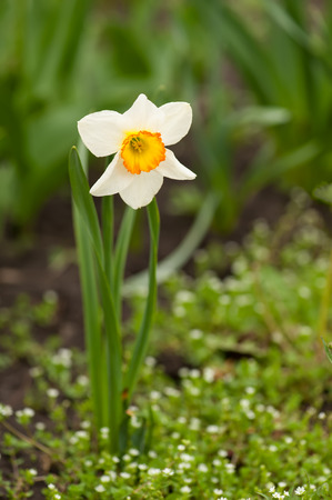 Single narcissus in spring garden.の写真素材