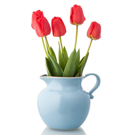 Red tulips in a blue pitcher isolated on white.の写真素材