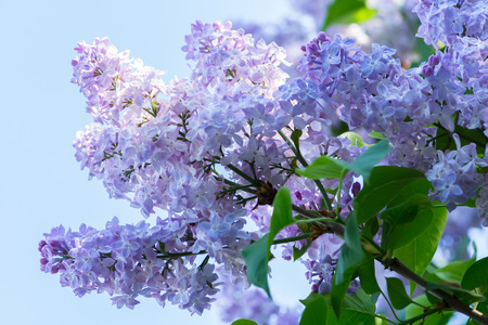 Blue lilac flowers against sky background.の写真素材