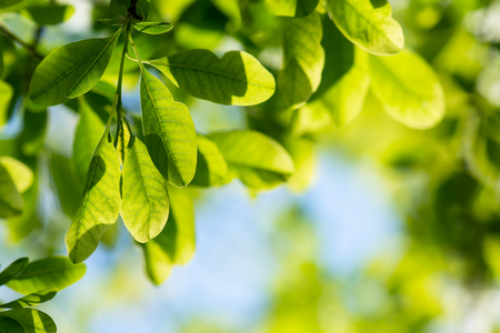Green leaves backlit with evening sun background.の写真素材