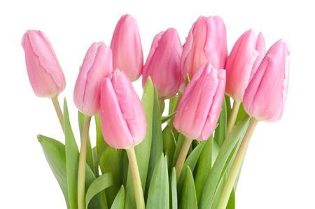 Tulips bouquet isolated on white.の写真素材