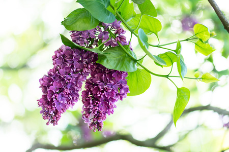 Purple lilac flowers outdoors against blurred background.の写真素材