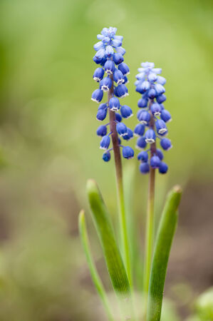 Close-up of Grape Hyacinth (armeniacum muscari) in springの写真素材
