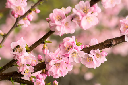 Flowering branch of cherry close-up in soft focus. Pink blossom. Shallow DOF.の写真素材