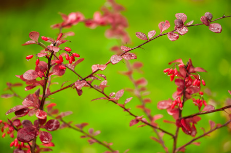 Branch of the ripe barberry berries.の写真素材