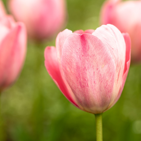 Close-up of pink tulips in a flower gardenの写真素材