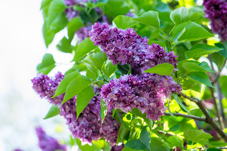 Beautiful purple lilac flowers outdoors.の写真素材