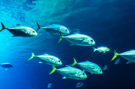 School of fishes underwater. Photo taken in aquarium of City of Arts and Sciences, Valencia.の写真素材