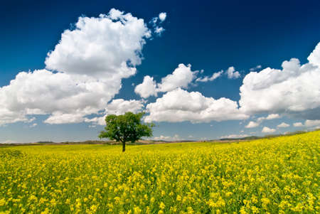 Solitary tree in Tuscan field of oilseed rape, Italy.の写真素材