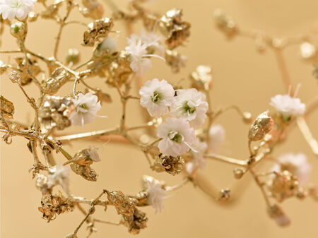 Golden flowers close-up, abstract floral background の写真素材