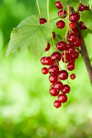 Red currants on the bushの写真素材