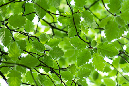Green leaves backgroundの写真素材