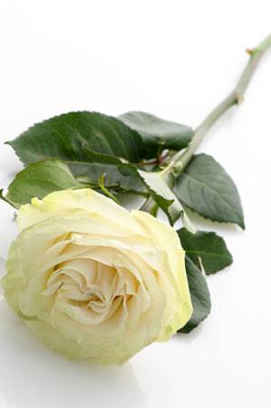 Single white rose on white.の写真素材