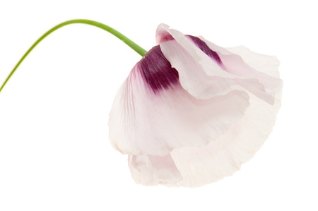 Opium poppy (Papaver somniferum) isolated on white.の写真素材