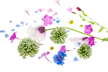 Abstract flower background with opium poppy and other wildflowers.の写真素材