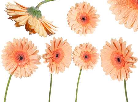 Flowers set of pink gerber isolated on white background.の写真素材