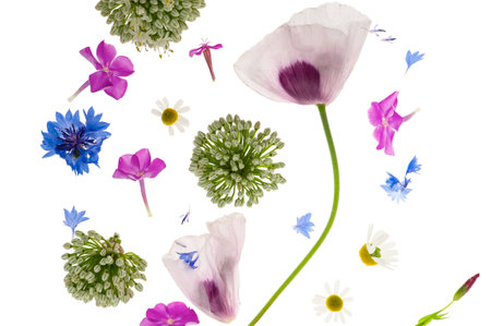 Abstract flower background with opium poppy and other wildflowers.の写真素材