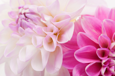 White and pink dahlia close-up, floral background.の写真素材