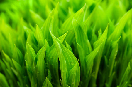 Natural background with fresh green leaves lily of the valley with rain drops.の写真素材