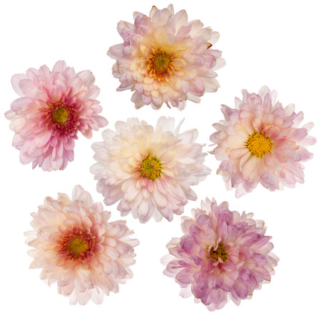 Set of 6 pink chrysanthemum flowers isolated on white background.の写真素材